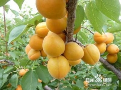 如何挑选巴旦木