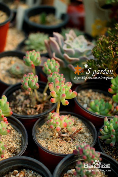 植物摄影小窍门+皮神山大王记