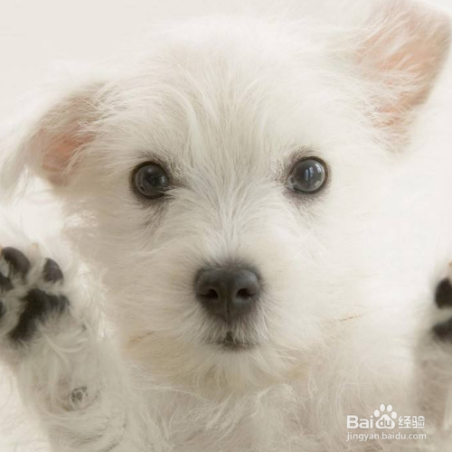 训练狗狗的小技巧有哪些？