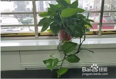 绿萝晒太阳的正确方法