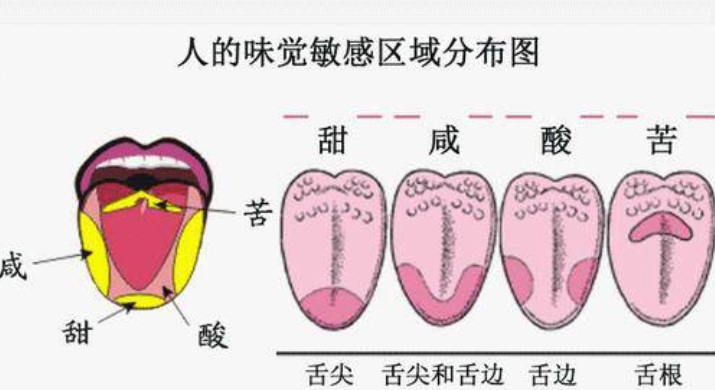 我的同桌有一样特殊技能。。卷起舌头像上面的牙一顶，舌根就能喷出来细细的唾液线或者唾液珠。我也想学，