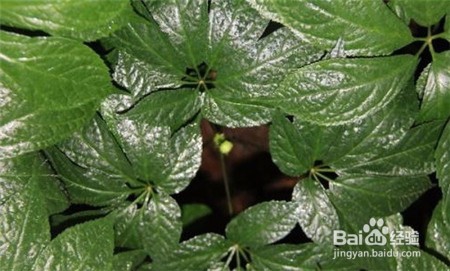 云南文山三七粉价格,点击查看近期行情