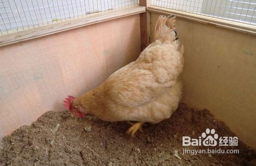 如何在饮食和生活习惯上预防禽流感