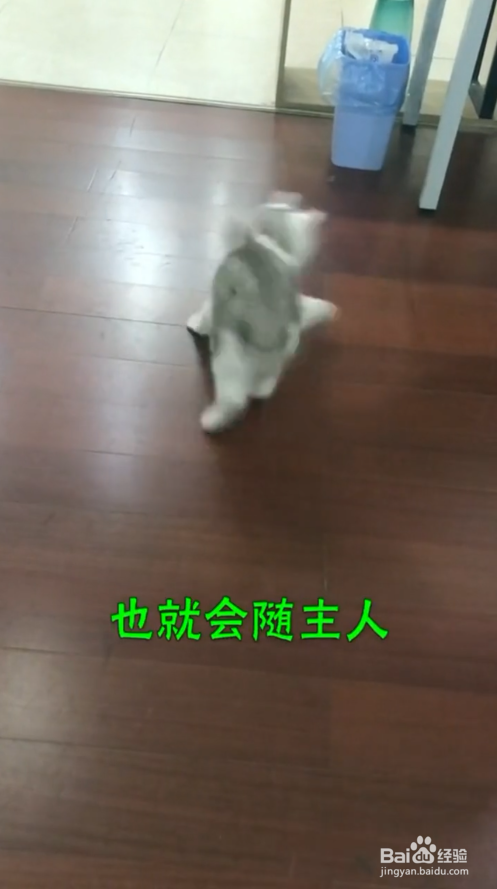 猫咪晚上不睡觉怎么办#校园分享#