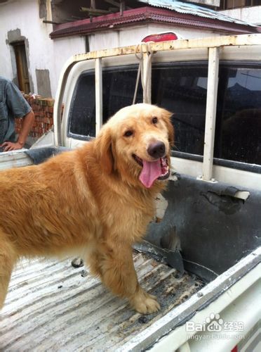 现在金毛打狂犬疫苗5次变3次了