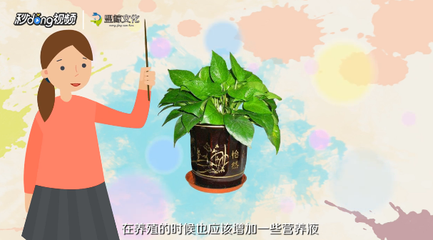 绿萝的养殖的注意事项有哪些
