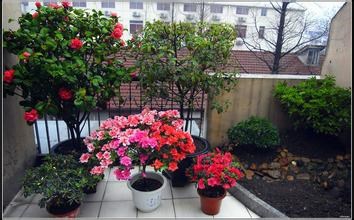如何给花浇水
