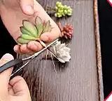 多肉如何种植-新手篇