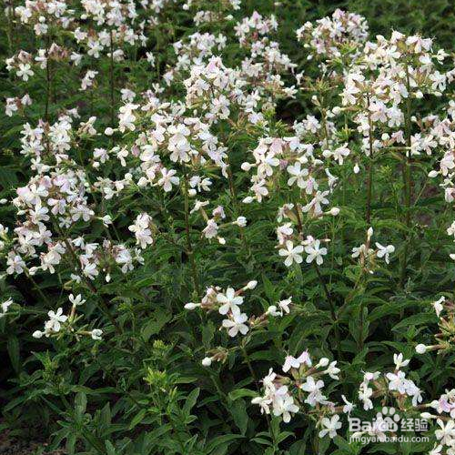 肥皂草的养殖方法