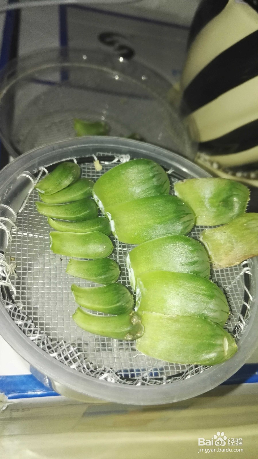 十二卷之玉露叶插