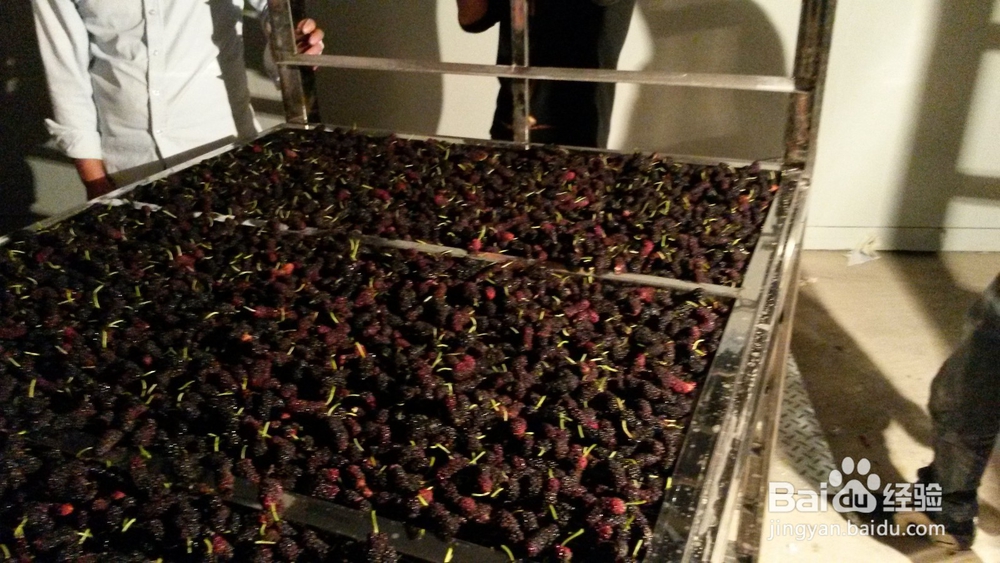 桑葚烘干机的作用,桑椹烘干机的使用