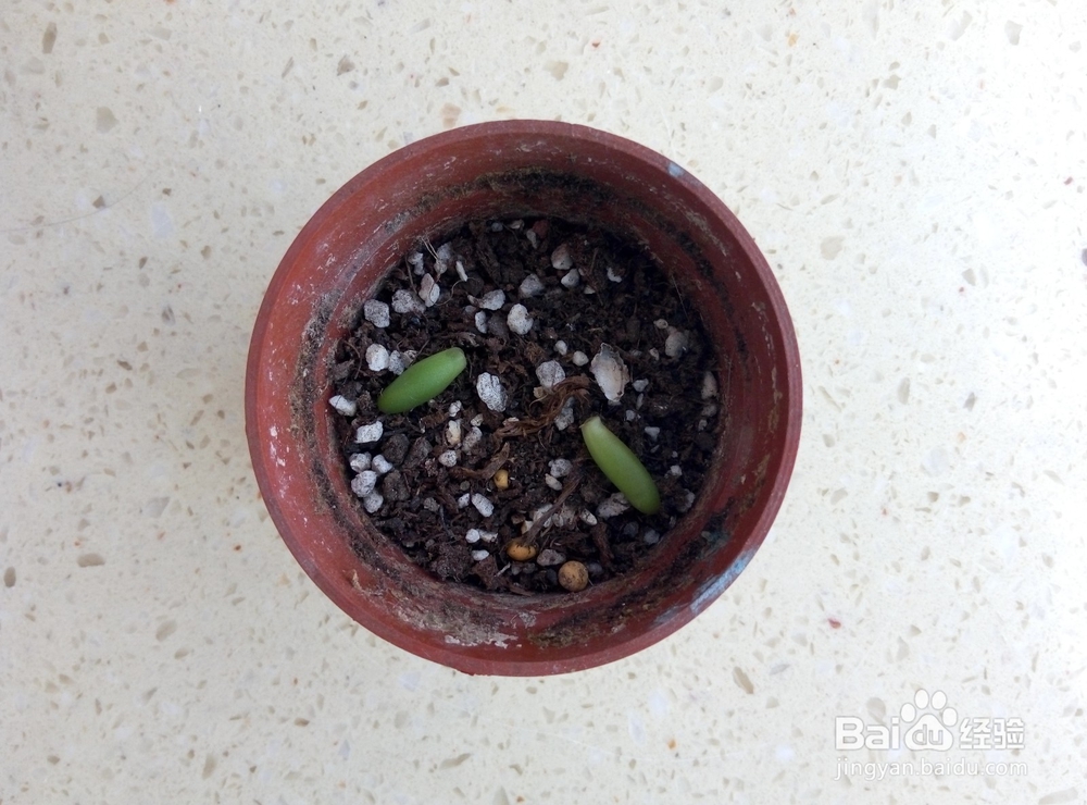 多肉植物的懒人叶插方法及养护小窍门