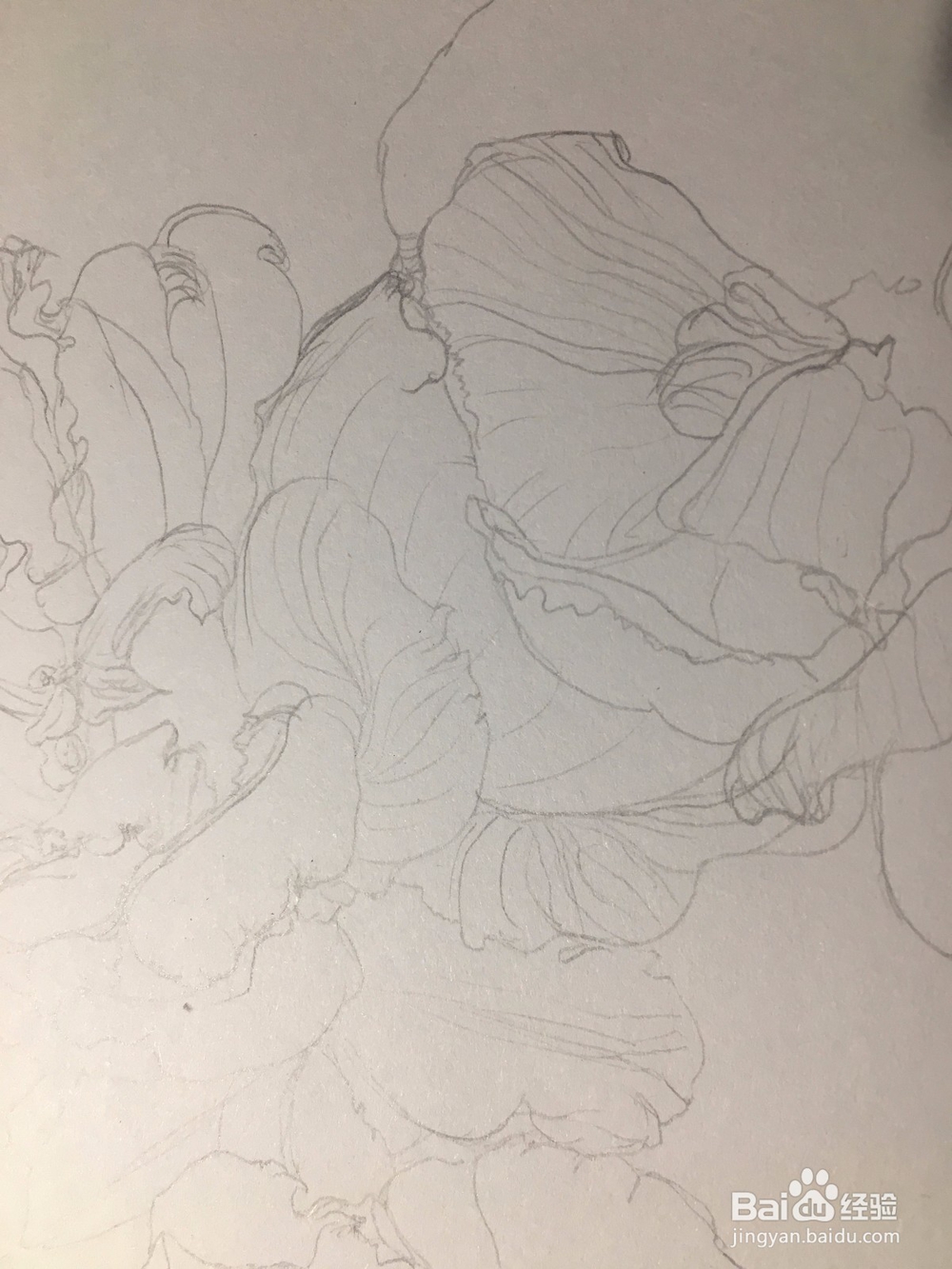 月季花的画法 月季简笔画 三朵月季的线描画教程