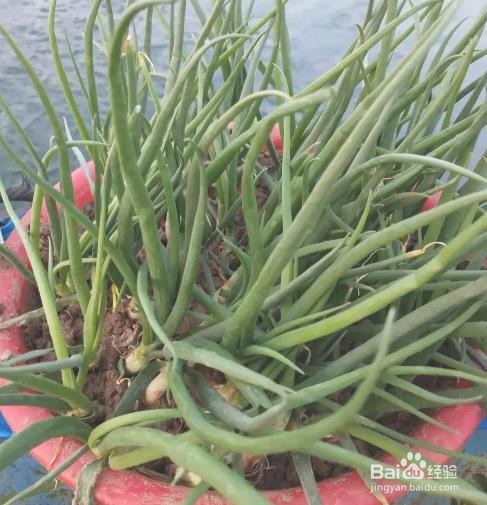 土培小葱种植方法