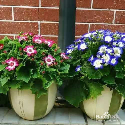 非常流行的年宵花,装饰家居美观寓意又好