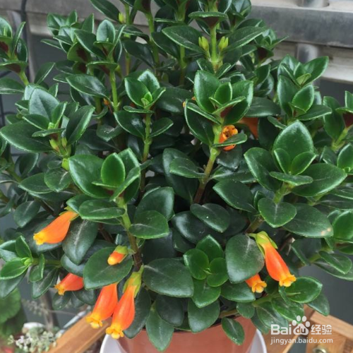 金鱼吊兰掉叶子怎么解决?