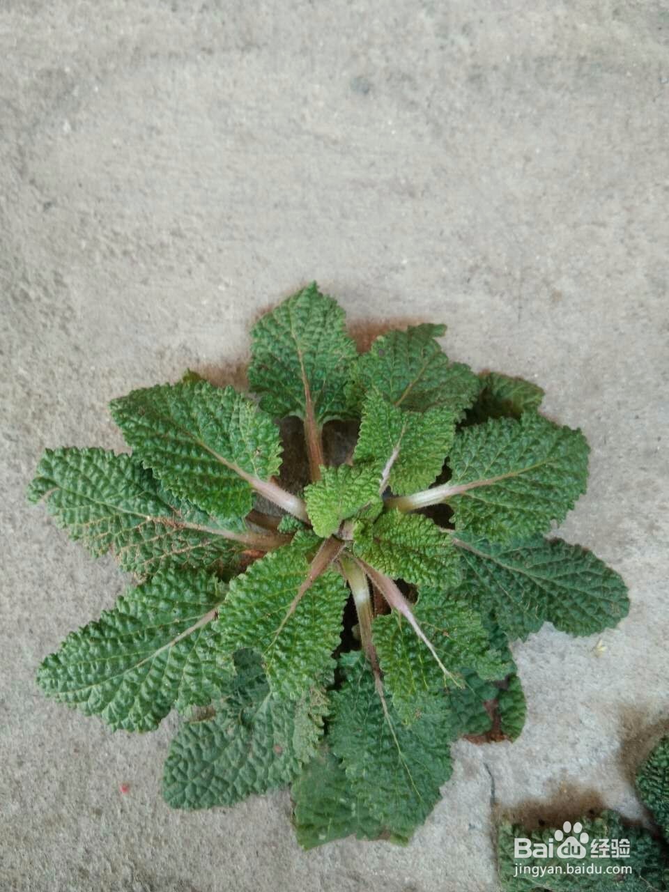 宝宝长湿疹,怎么办一种常见的草药帮你搞定!