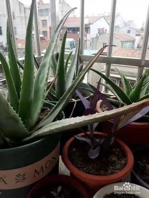 6种花家家必养，小病小痛用得上，药费都省了