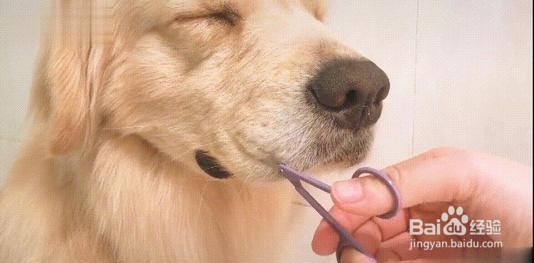 如何判断狗狗快要生了