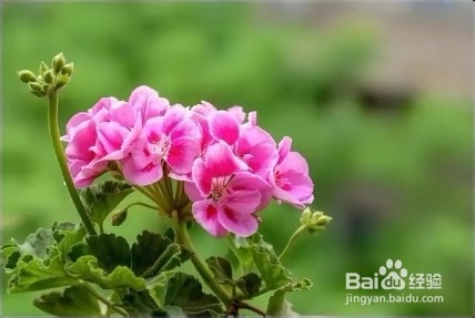 养天竺葵,注意这几点,让花朵开一茬接一茬