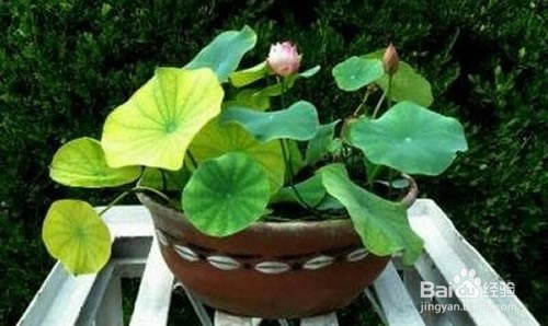 适合夏天养的花