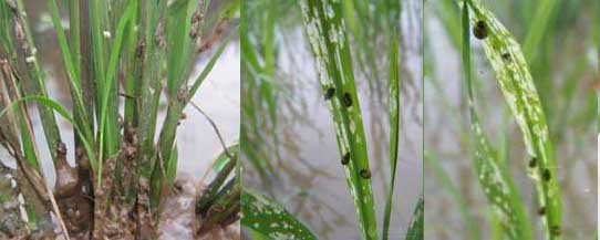 水稻负泥虫的防治方法