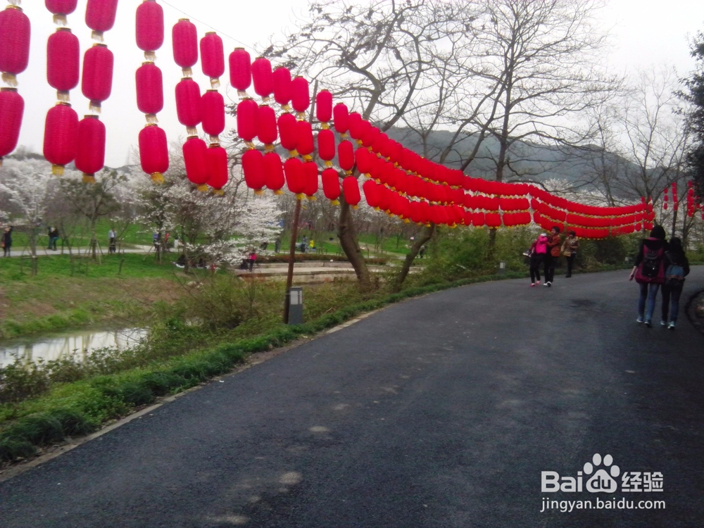 古城绍兴游览体验之宛委山樱花