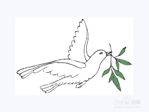 叼着橄榄枝的和平鸽的画法