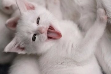 养猫咪要注意什么