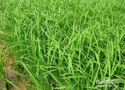 怎么区分秧苗和草