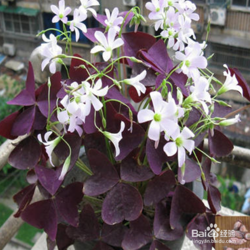 紫叶醡浆草的养殖方法和注意事项