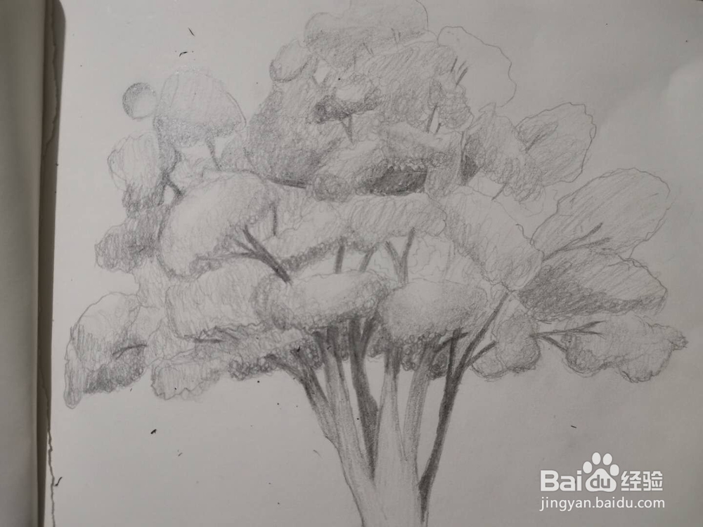 怎样画好一棵树