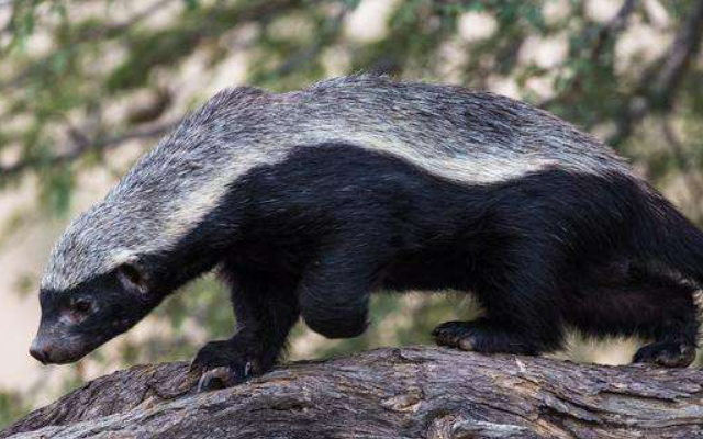 平头哥的精神名句