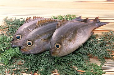 含DHA最多的鱼有哪些