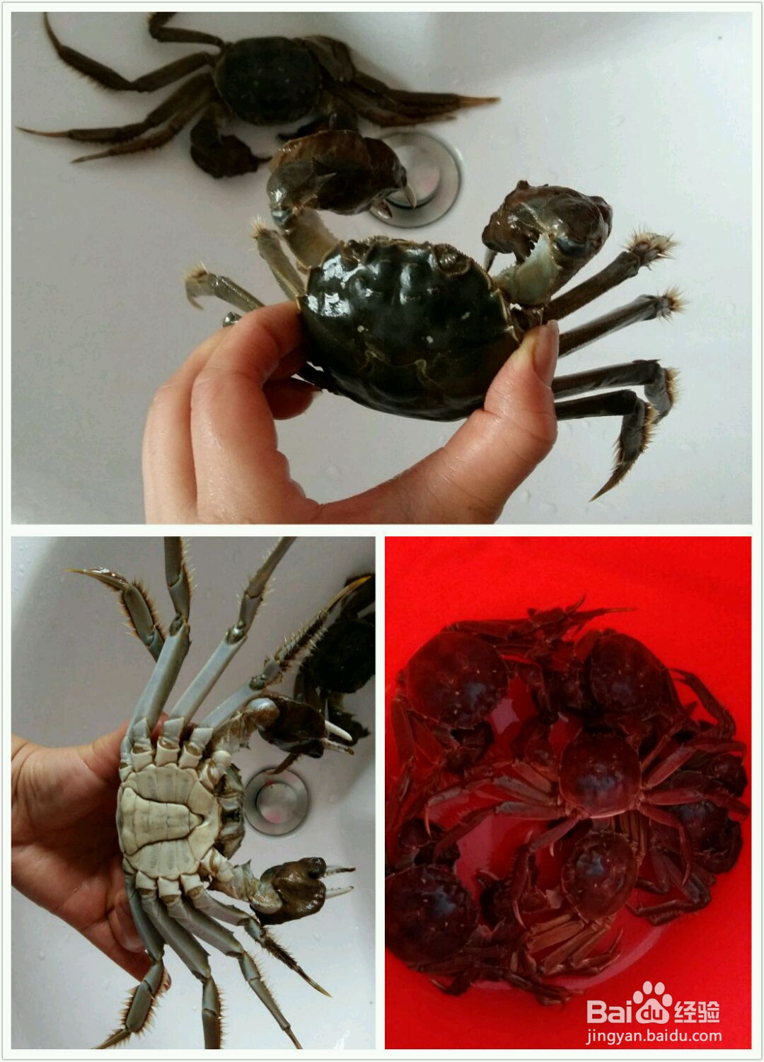 清蒸大闸蟹的做法