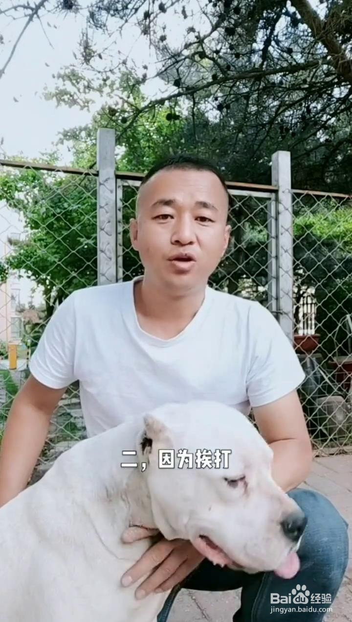 如何认识狗狗吃便便的原因?