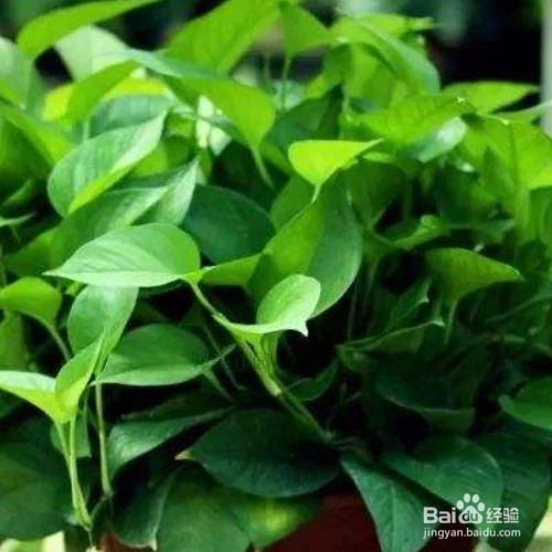 绿萝叶子发黄是什么原困