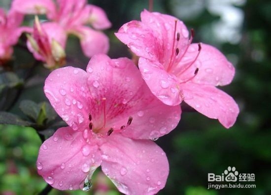 什么植物能净化装修污染