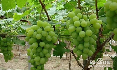 葡萄又大又甜的六个要点