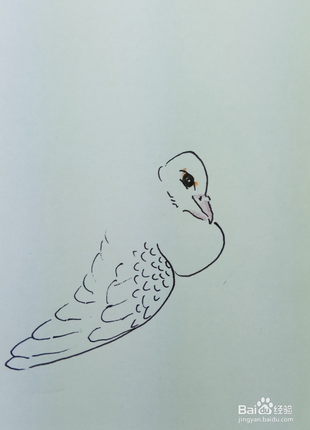 怎样画简笔画晒翅膀的鸽子?