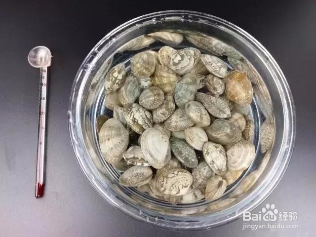 如何让蛤蜊把沙吐干净