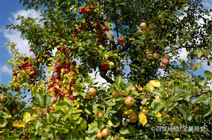 果树环剥的方法及作用