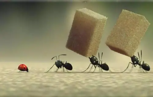 蚂蚁窝会自己消失吗