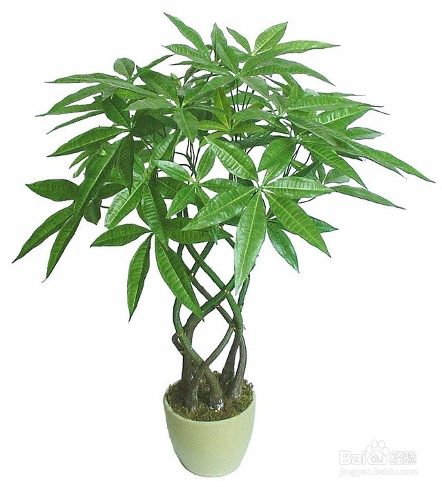 可以净化空气的五种植物盆栽