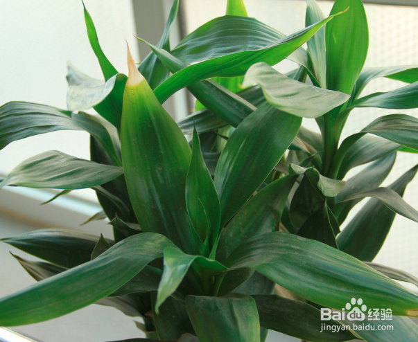 富贵竹怎么水养才旺盛
