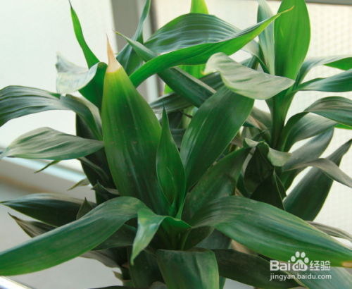 340e4eb8b43ea8dbe21a3387189c2cf7deb216ea.jpg?x-bce-process=image%2Fresize%2Cm_lfit%2Cw_500%2Climit_1