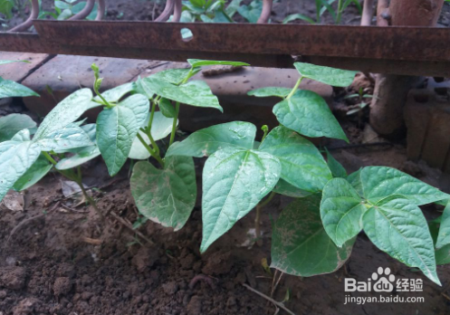 豆角怎样种植才能高产
