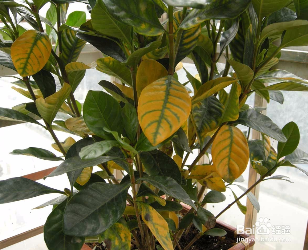 栀子花该怎么养？