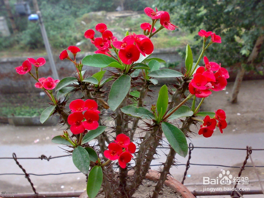 卧室里放这些花会有这么大的危害千万不能放