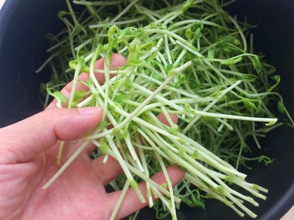 皮蛋火腿上汤豆苗